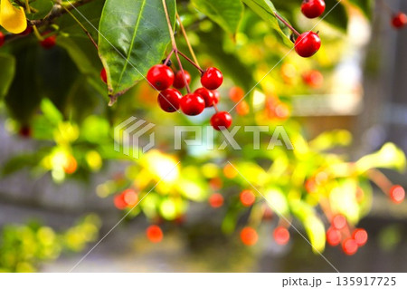 ソヨゴの赤い実　2 135917725