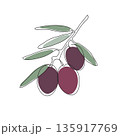 Olive Branch with Ripe Olives and Leaves One Line Art Mediterranean Food Botanical Vector Illustration 135917769