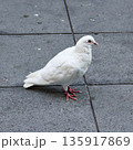 広場の路上に一羽の白い鳩が横を向いて立っている 広場の路上に一羽の白い鳩が横を向いて立っている 135917869