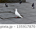広場の路上に一羽の白い鳩が横を向いて立っている 広場の路上に一羽の白い鳩が横を向いて立っている 135917870