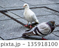 都会の街広場に二羽の鳩がいる日常風景 都会の街広場に二羽の鳩がいる日常風景 135918100