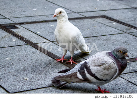 都会の街広場に二羽の鳩がいる日常風景 都会の街広場に二羽の鳩がいる日常風景 135918100