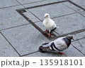 都会の街広場に二羽の鳩がいる日常風景 都会の街広場に二羽の鳩がいる日常風景 135918101