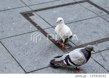 都会の街広場に二羽の鳩がいる日常風景 135918101