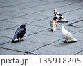 都会の街広場に数羽の鳩がいる日常風景 都会の街広場に数羽の鳩がいる日常風景 135918205