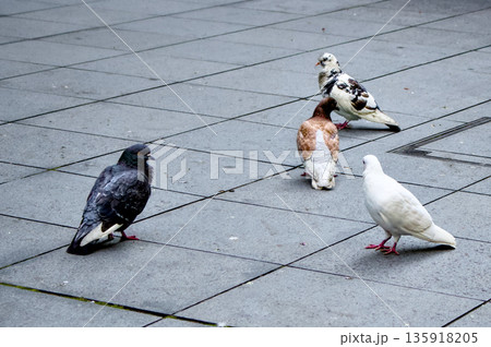 都会の街広場に数羽の鳩がいる日常風景 135918205