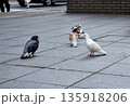 都会の街広場に数羽の鳩がいる日常風景 都会の街広場に数羽の鳩がいる日常風景 135918206