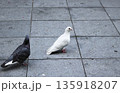 都会の街広場に白と黒い二羽の鳩がいる日常風景 都会の街広場に白と黒い二羽の鳩がいる日常風景 135918207