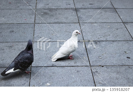 都会の街広場に白と黒い二羽の鳩がいる日常風景 都会の街広場に白と黒い二羽の鳩がいる日常風景 135918207