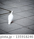 広場の路上に一羽の白い鳩の後姿が美しい 広場の路上に一羽の白い鳩の後姿が美しい 135918246