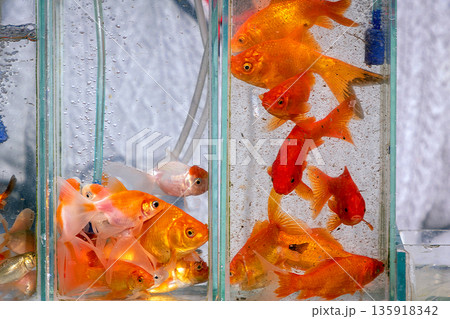 Gold fishes pets inside aquarium Gold fishes pets inside aquarium 135918342