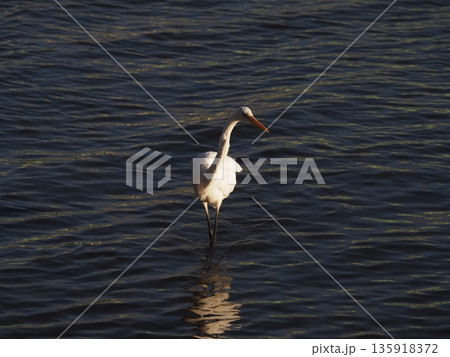 荒川の浅瀬で獲物を探すダイサギ 荒川の浅瀬で獲物を探すダイサギ 135918372