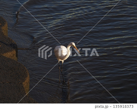 荒川の浅瀬で獲物を探すダイサギ 荒川の浅瀬で獲物を探すダイサギ 135918373