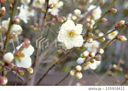 白い梅の花　1 135918411