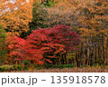 日本の秋の紅葉の美しい林 135918578