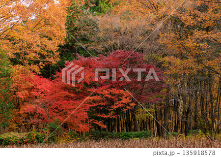日本の秋の紅葉の美しい林 日本の秋の紅葉の美しい林 135918578