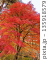 日本の秋の赤く染まった美しい紅葉 135918579