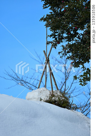 雪に包まれた竹囲いと冬の庭 雪に包まれた竹囲いと冬の庭 135918586