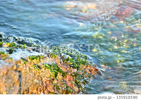 海水に濡れる岩と海藻の質感 海水に濡れる岩と海藻の質感 135918590