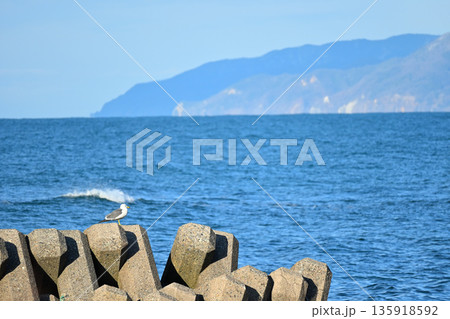 青空の海辺に佇むカモメと防波堤 135918592