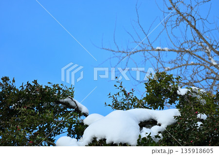 雪に覆われた常緑の葉と冬空 135918605