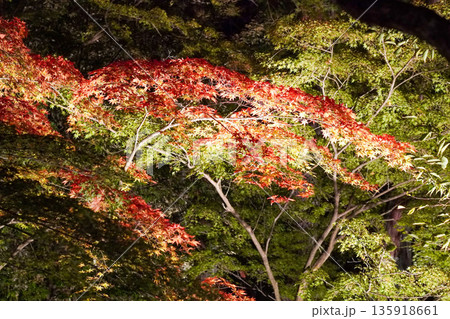 ライトアップされた北野天満宮の紅葉した楓 ライトアップされた北野天満宮の紅葉した楓 135918661
