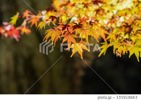 ライトアップされた北野天満宮の紅葉した楓 135918663