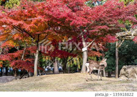 【紅葉】秋の奈良公園【鹿】 【紅葉】秋の奈良公園【鹿】 135918822