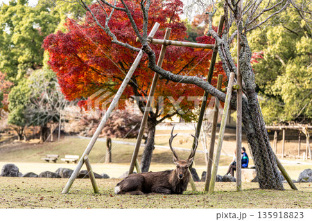【紅葉】秋の奈良公園【鹿】 135918823