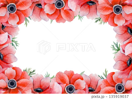 Hand drawn red poppies horizontal frame isolated on white for spring holiday floral designs. Botanical watercolor A5 greeting card template with copy space with field anemones flowers Hand drawn red poppies horizontal frame isolated on white for spring holiday floral designs. Botanical watercolor A5 greeting card template with copy space with field anemones flowers 135919037