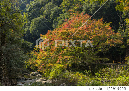 日本　岡山県総社市の高梁川支流槙谷川の上流にある豪渓の紅葉 135919066