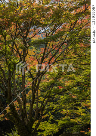 日本 岡山県総社市の高梁川支流槙谷川の上流にある豪渓の紅葉 日本 岡山県総社市の高梁川支流槙谷川の上流にある豪渓の紅葉 135919067