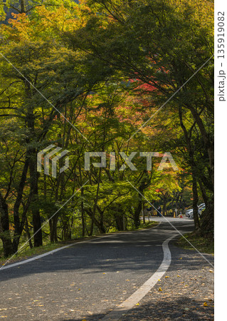日本 岡山県総社市の高梁川支流槙谷川の上流にある豪渓の紅葉 日本 岡山県総社市の高梁川支流槙谷川の上流にある豪渓の紅葉 135919082