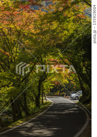 日本　岡山県総社市の高梁川支流槙谷川の上流にある豪渓の紅葉 135919084