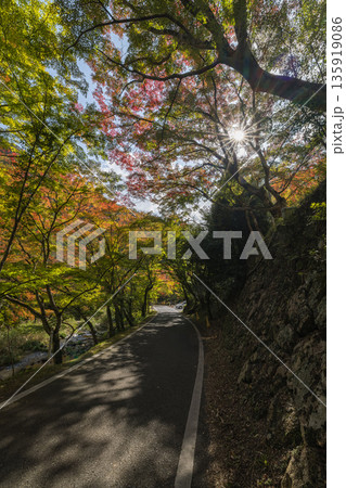 日本　岡山県総社市の高梁川支流槙谷川の上流にある豪渓の紅葉 135919086