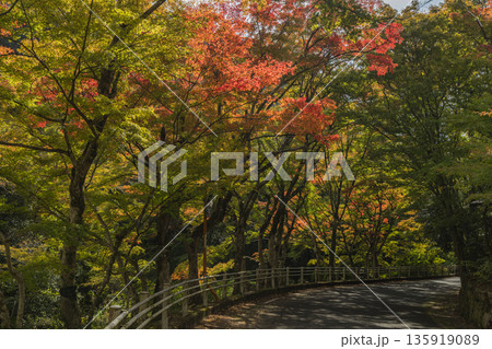 日本 岡山県総社市の高梁川支流槙谷川の上流にある豪渓の紅葉 日本 岡山県総社市の高梁川支流槙谷川の上流にある豪渓の紅葉 135919089