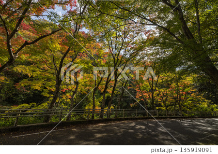 日本 岡山県総社市の高梁川支流槙谷川の上流にある豪渓の紅葉 日本 岡山県総社市の高梁川支流槙谷川の上流にある豪渓の紅葉 135919091