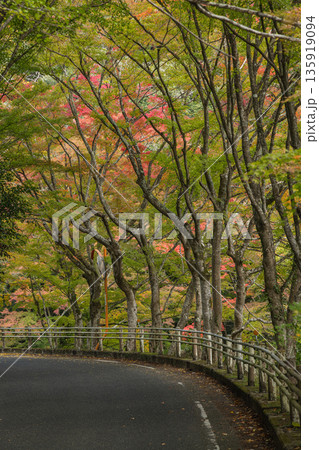 日本 岡山県総社市の高梁川支流槙谷川の上流にある豪渓の紅葉 日本 岡山県総社市の高梁川支流槙谷川の上流にある豪渓の紅葉 135919094