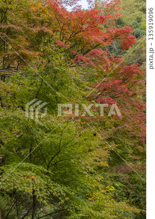 日本　岡山県総社市の高梁川支流槙谷川の上流にある豪渓の紅葉 135919096