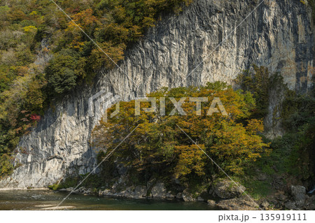 日本 岡山県新見市にある井倉峡沿いを流れる高梁川と紅葉 日本 岡山県新見市にある井倉峡沿いを流れる高梁川と紅葉 135919111