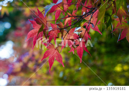 京都高雄神護寺境内の楓の紅葉 京都高雄神護寺境内の楓の紅葉 135919181