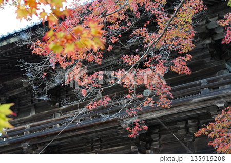 京都高雄神護寺境内の楓の紅葉 135919208