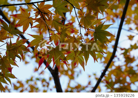 京都高雄神護寺境内の楓の紅葉 京都高雄神護寺境内の楓の紅葉 135919226