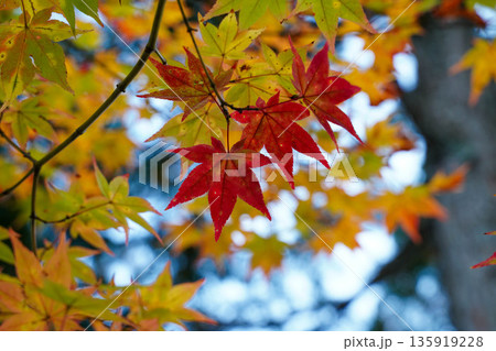 京都高雄神護寺境内の楓の紅葉 京都高雄神護寺境内の楓の紅葉 135919228