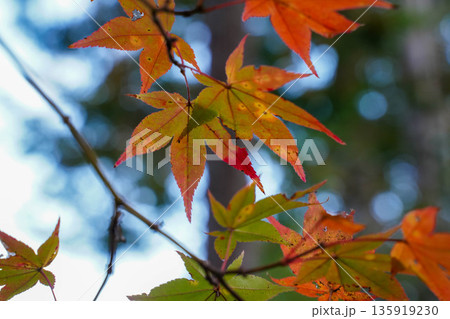 京都高雄神護寺境内の楓の紅葉 135919230
