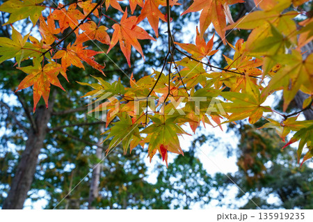 京都高雄神護寺境内の楓の紅葉 京都高雄神護寺境内の楓の紅葉 135919235