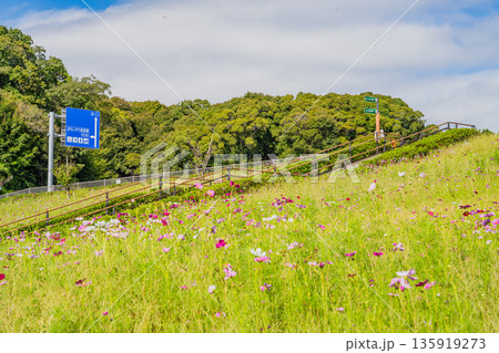 袋井市のみつかわ夢の丘公園のコスモスの風景(静岡県) 135919273