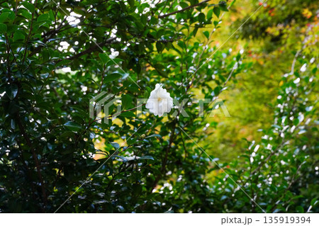 京都高雄神護寺境内の白い山茶花の花 135919394