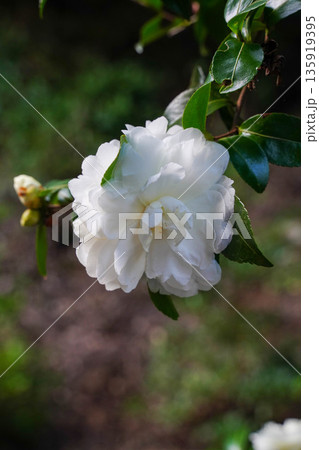 京都高雄神護寺境内の白い山茶花の花 京都高雄神護寺境内の白い山茶花の花 135919395