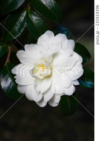 京都高雄神護寺境内の白い山茶花の花 135919396